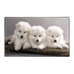 3135251384115-Sous-main Animaux 4 visuels - 59,5 x 36,2 cm - Assortis - Viquel-P_405165376_3-2