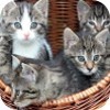 chatons