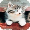 chats