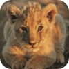 lionceau