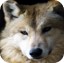 loup