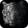 tigre